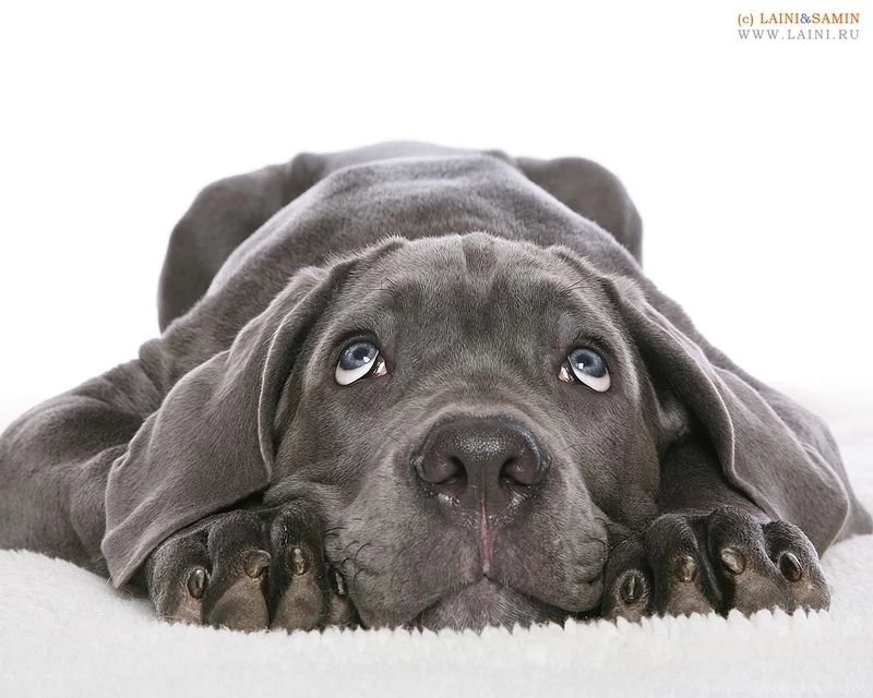 Animals Black Lab Dreamer – Animals Dogs HD Desktop Wallpapers