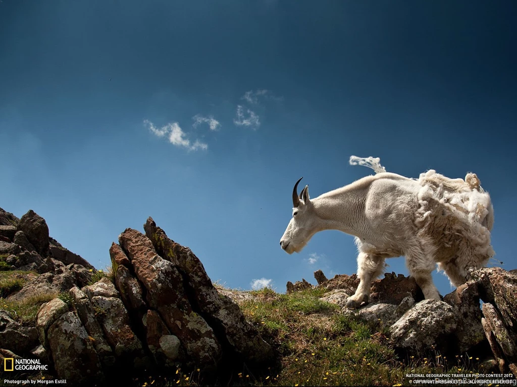Mountain Goat Picture   Animal Wallpapers   National Geographic ...