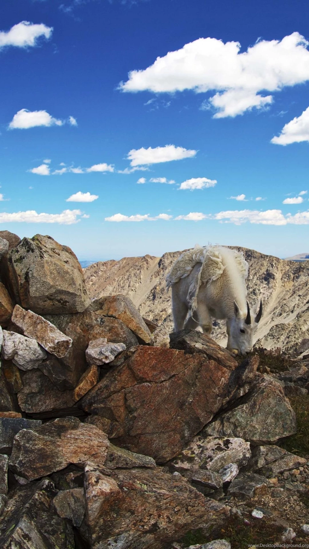 Colorado Mountain GoatSamsung Wallpapers Download