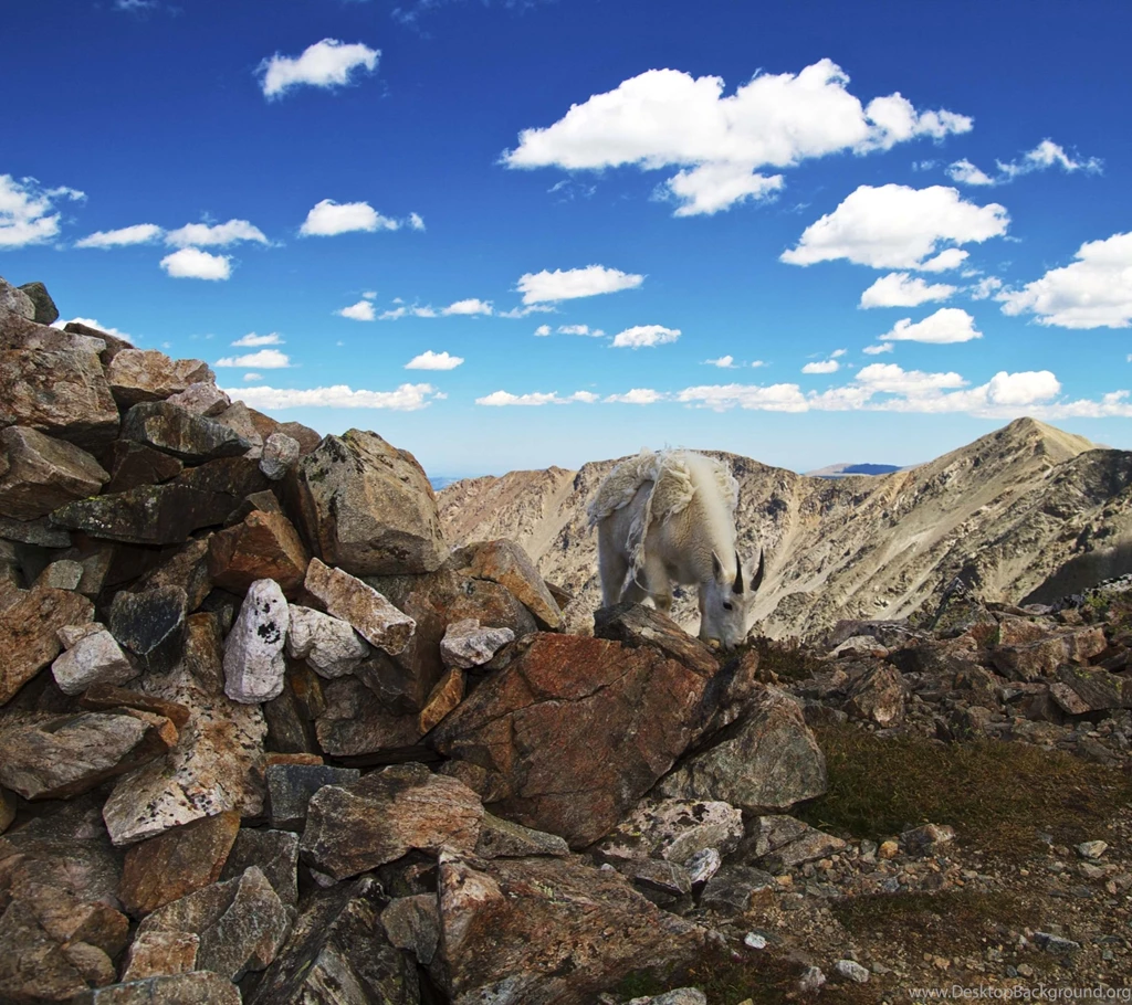 Colorado Mountain GoatSamsung Wallpapers Download