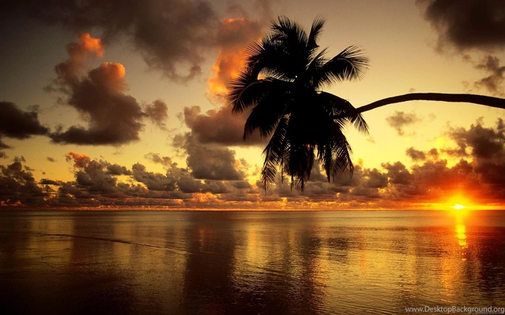 Date Tree Computer Desktop Wallpapers HD Widescreen Wallpapers