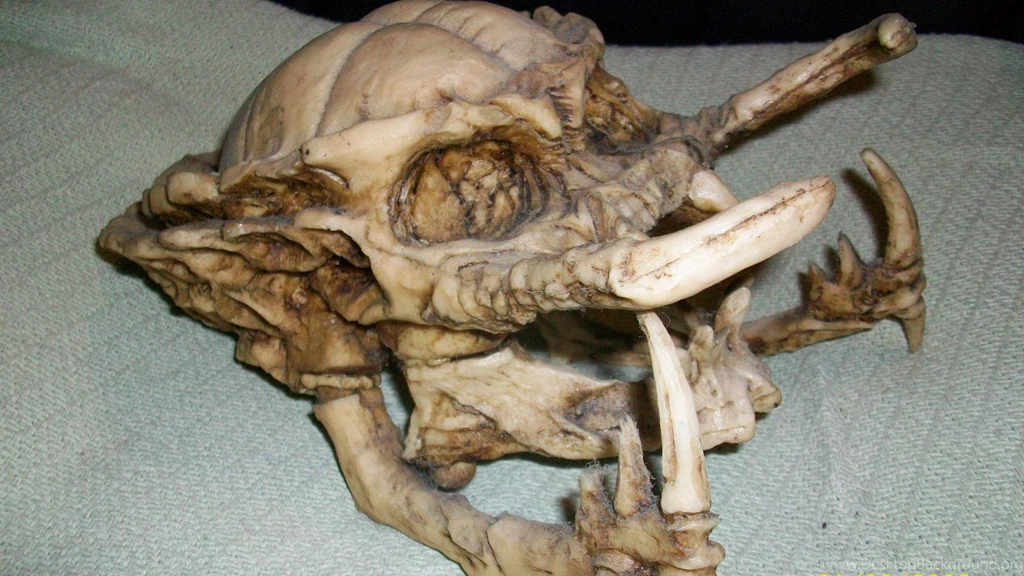 Skull Predator Wallpapers   (