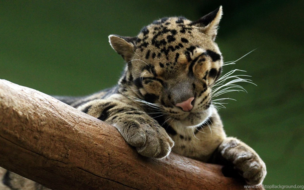 Snoozing Predator Wallpapers