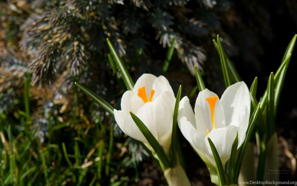 Spring Backgrounds Wallpapers 25343