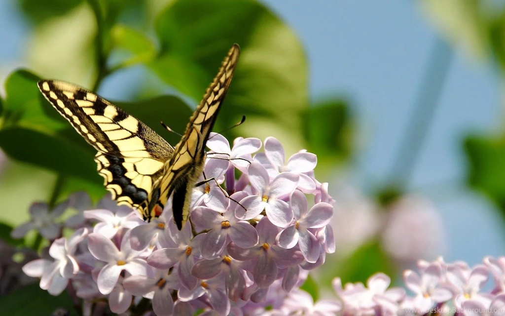 Spring Butterfly Wallpapers Desktop 7779 HD Wallpapers Site