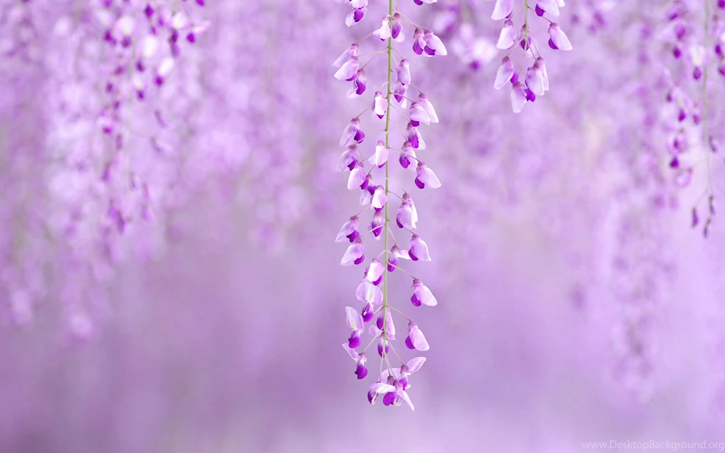 Gallery For Purple Spring Flowers Wallpapers