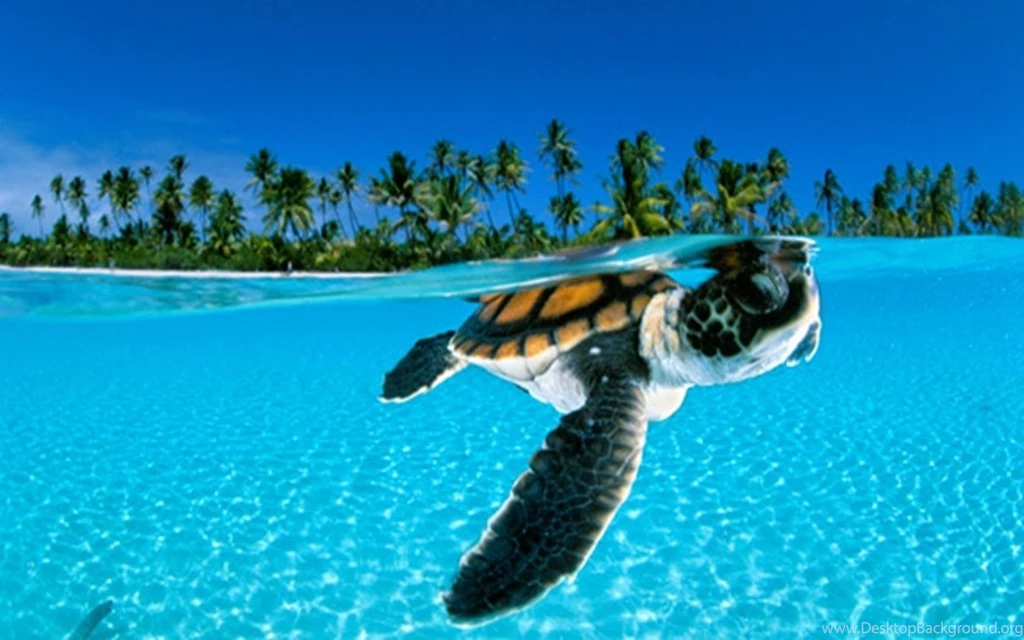 Wallpapers With Animals