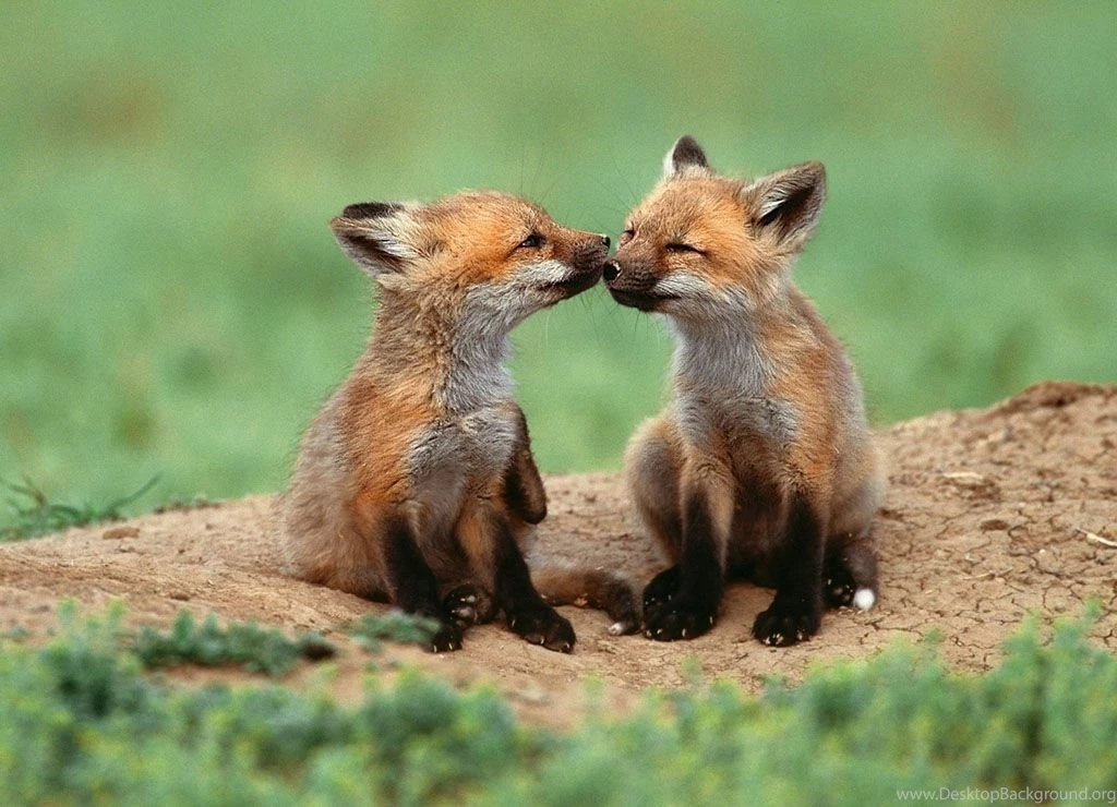 Gallery For Baby Animals Backgrounds