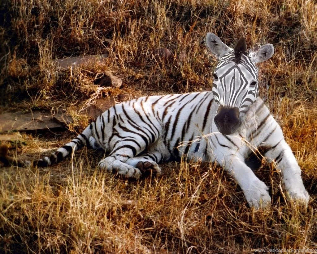 Baby animals images for kids wallpaper.jpg