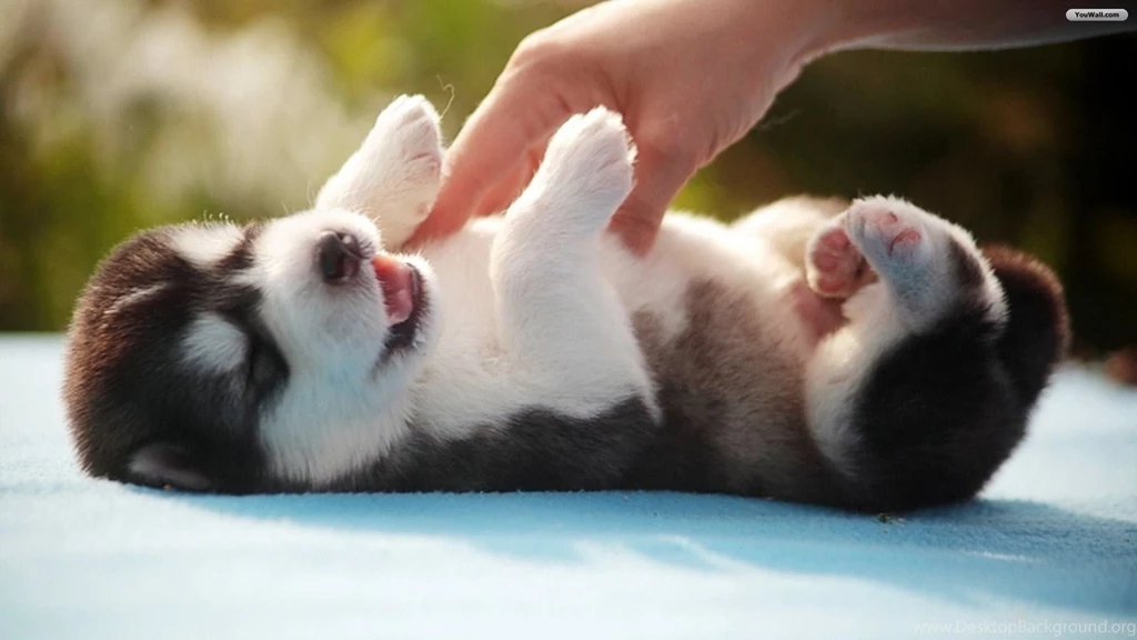 Baby Husky Wallpaper.