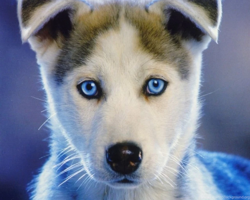 1280x1024 Husky Wallpapers HD, Desktop Backgrounds 1280x1024