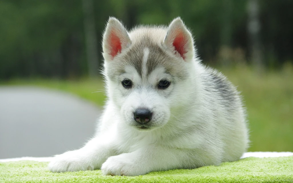 Cute Husky Puppies In Snow Wallpaper