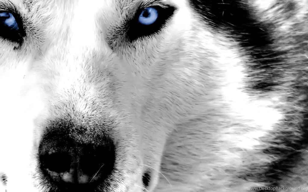 Blue Eyed Husky Wallpapers   Resimkoy