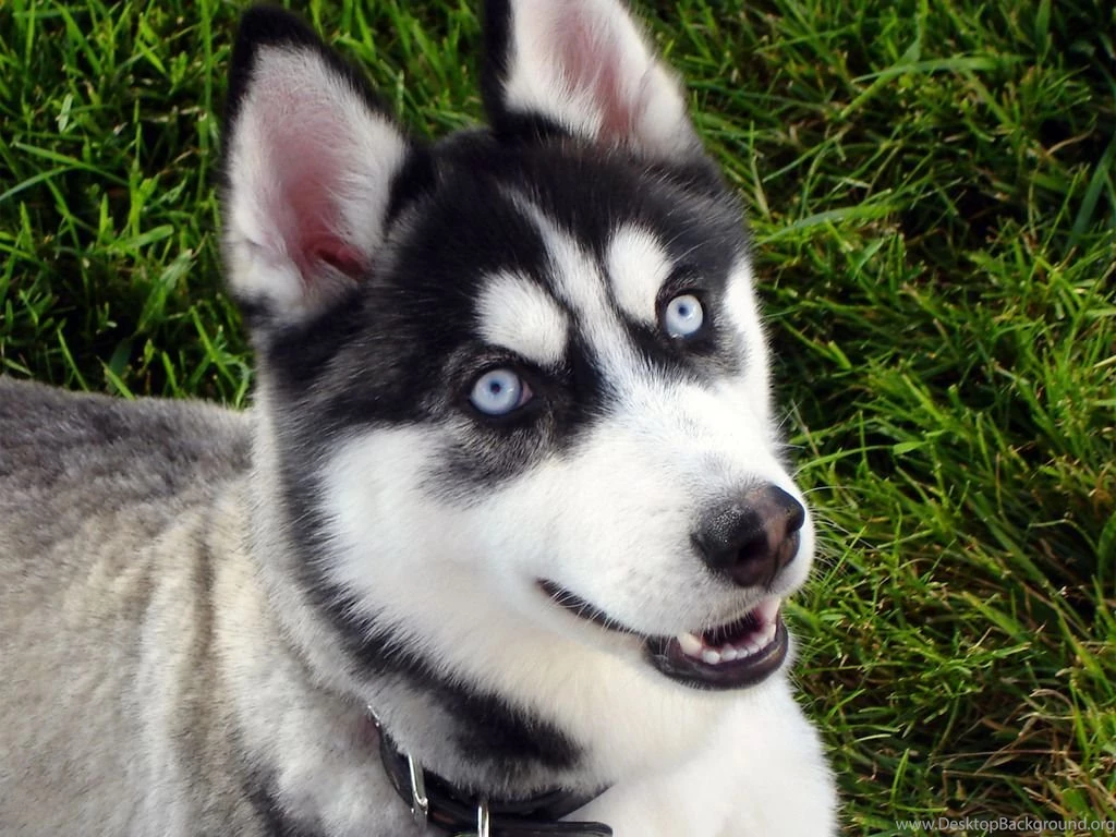 Siberian Husky Blue Eyes Baby Wallpaper.