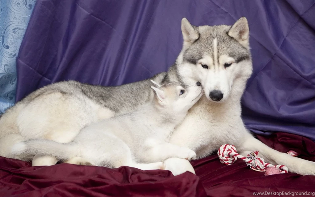 HUSKY WALLPAPER WALF1172