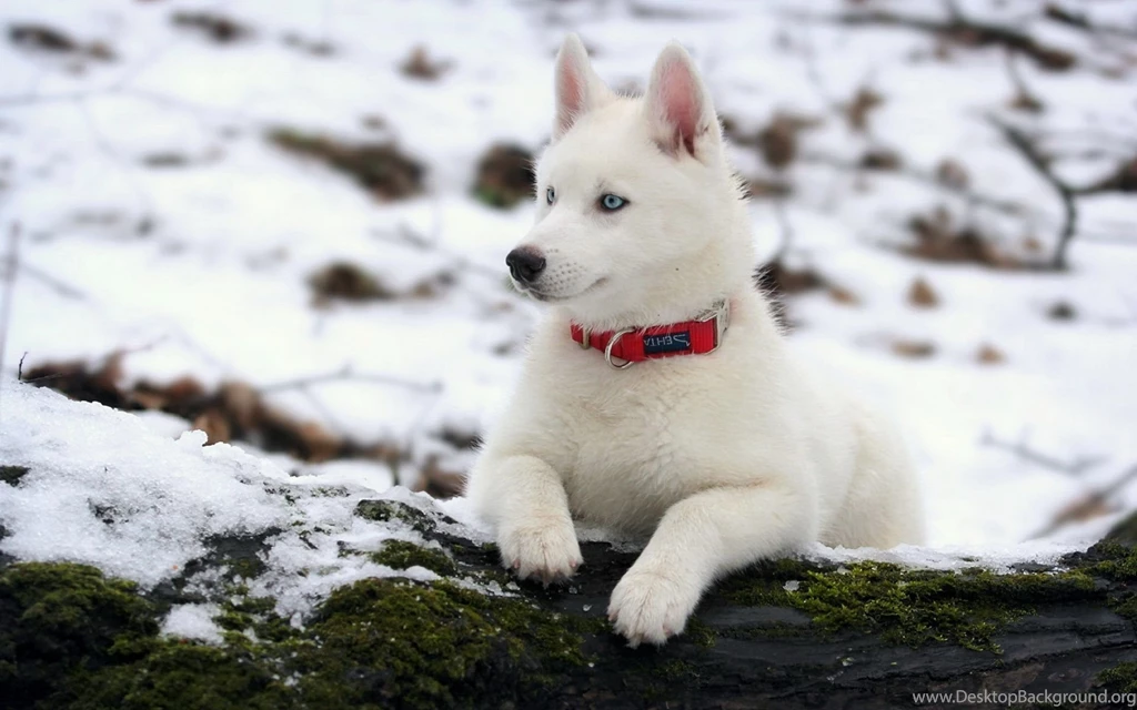 White Baby Husky Wallpaper.
