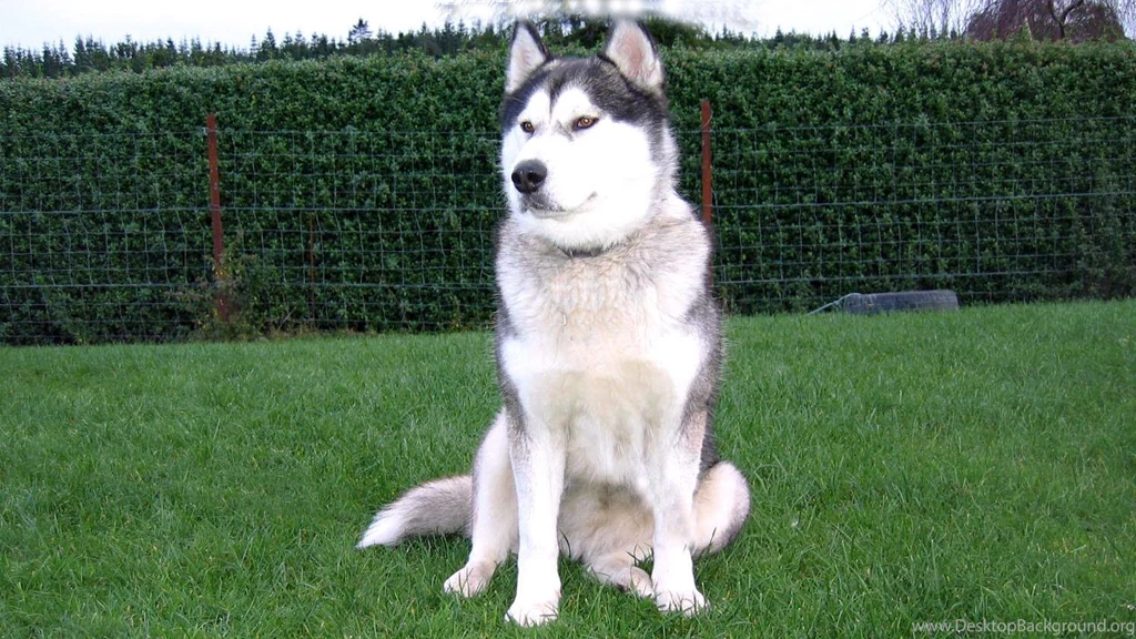 Baby Siberian Husky With Blue Eyes Wallpapers
