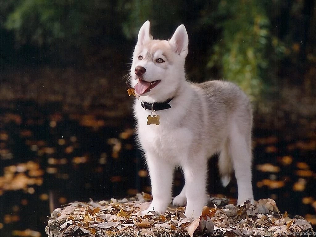 Baby Siberian Husky – BUZZERG