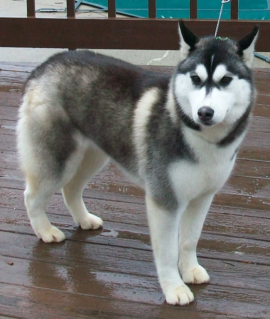 Cute Baby Husky Wallpaper Desktop Background