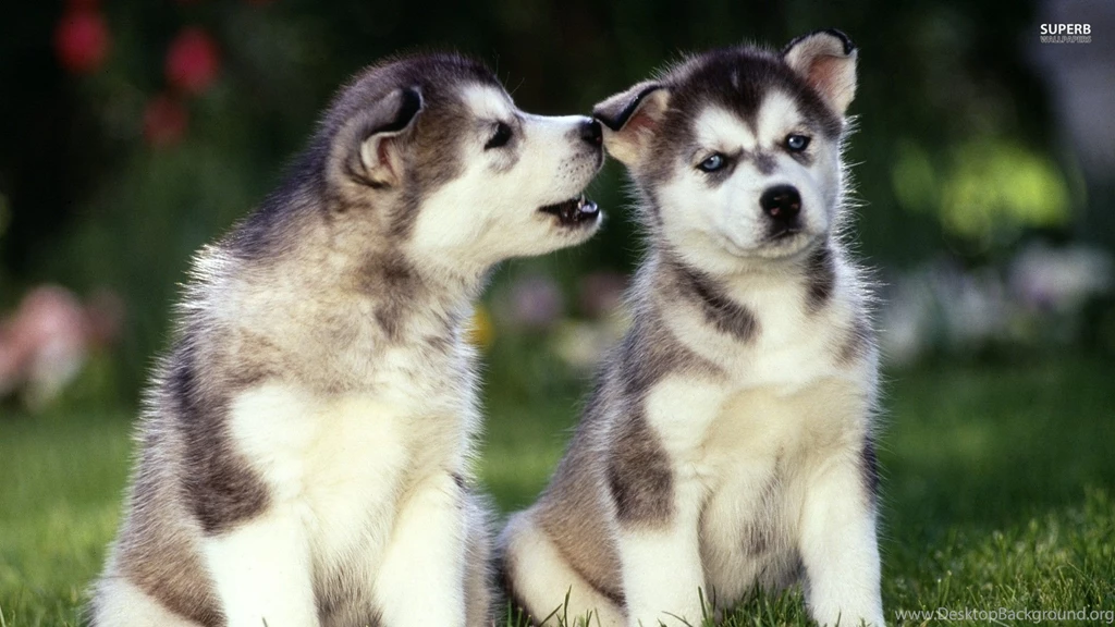 Pictures Of Husky Puppies HD Wallpapers Lovely