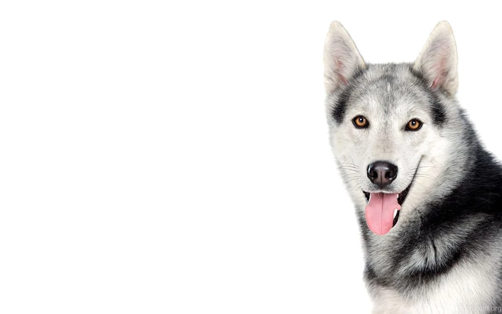 Wolf image
