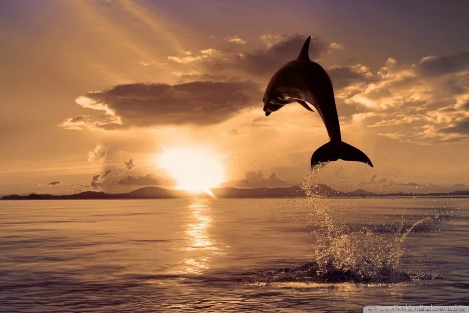 Jumping Dolphin HD Desktop Wallpapers : High Definition ...