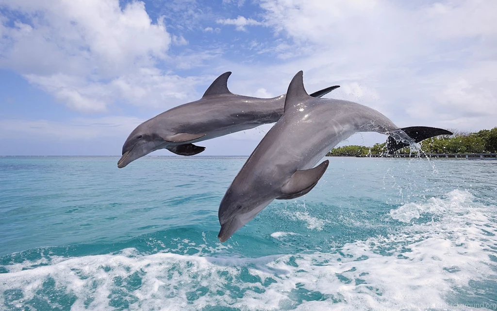 Amazing Dolphin Desktop Backgrounds HD 3840x2160