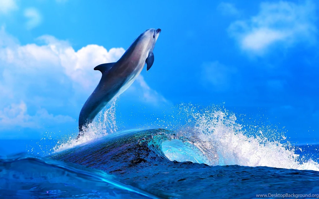 Dolphin HD Desktop Wallpapers New HD Wallpapers