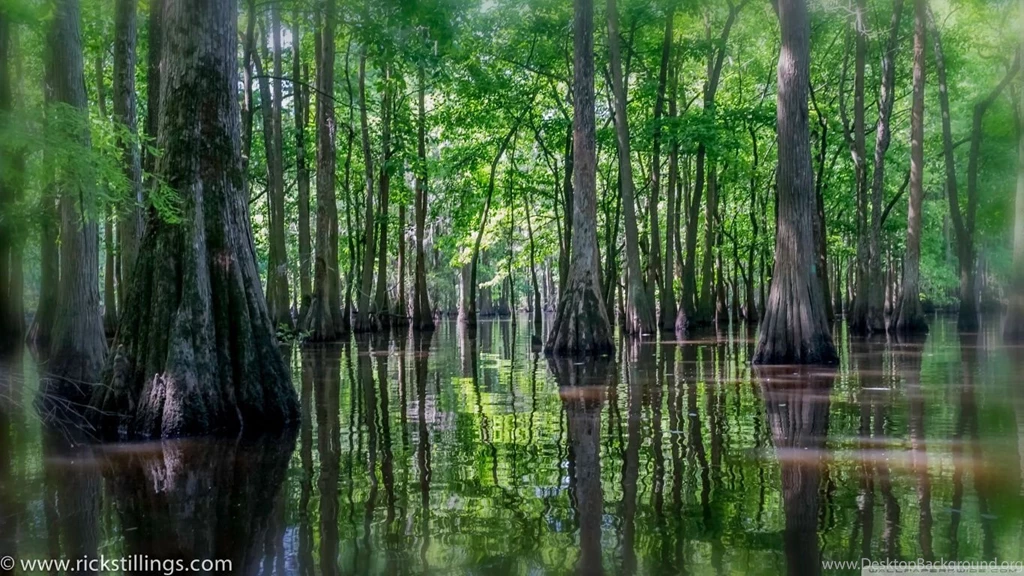 Swamp HD Desktop Wallpapers : High Definition : Mobile