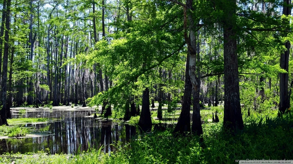 Swamp Wallpapers