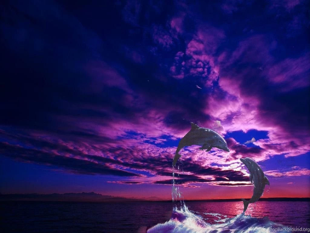 Dolphin