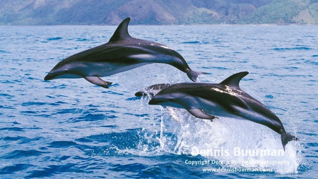 Gallery For Dusky Dolphins Wallpapers