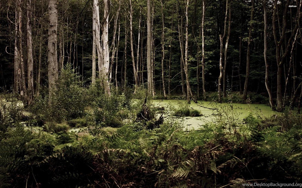 Swamp In The Eerie Forest Wallpapers Nature Wallpapers