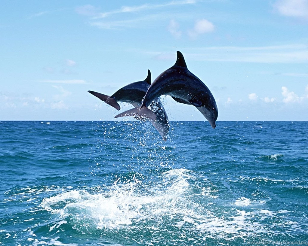 Dolphins