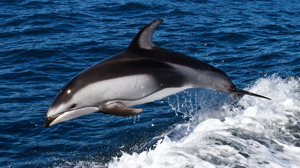 1920x1080 Dolphin Desktop PC And Mac Wallpapers