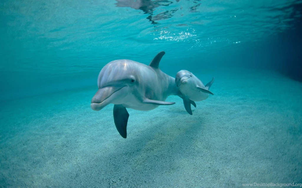 Dolphin High Definition Image Desktop