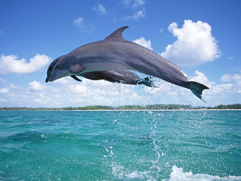 Free Wallpapers Free Animal Wallpapers Dolphin Wallpapers ...