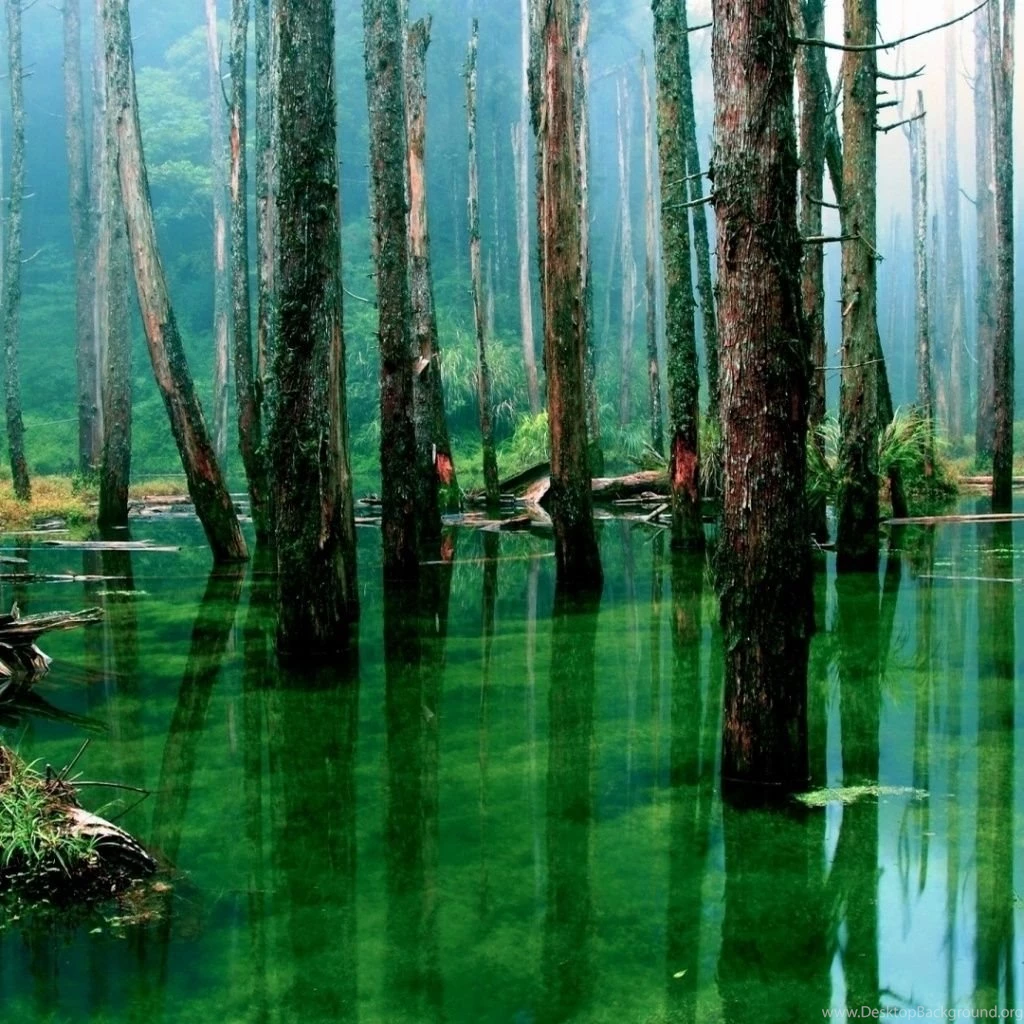 Swamp Forest iPad 1 & 2 Wallpapers