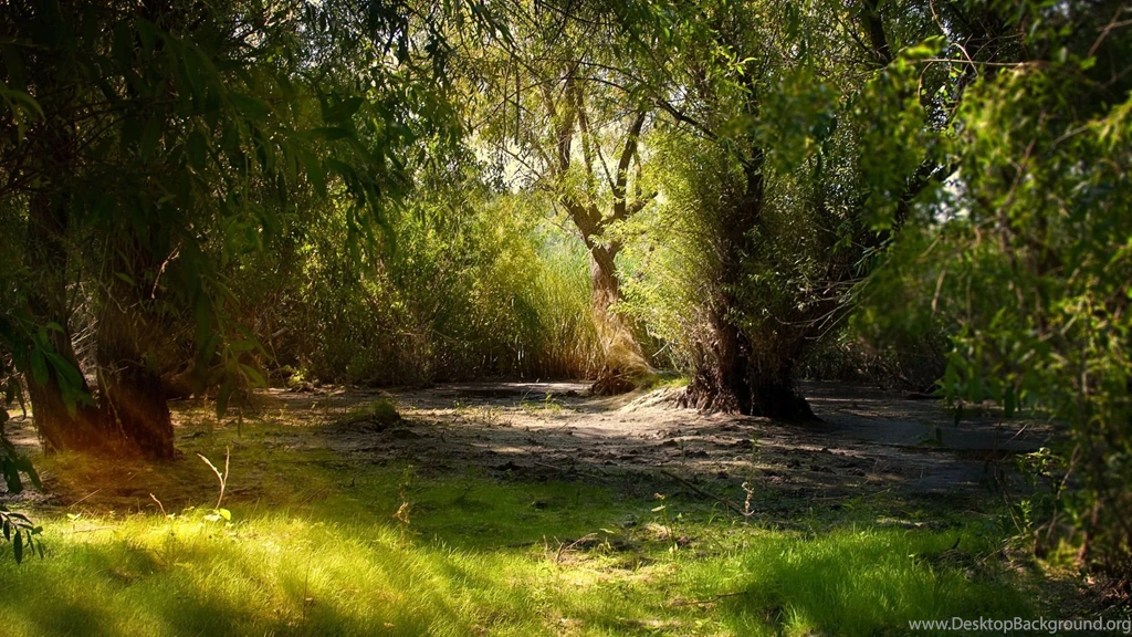 Willows In The Swamp Widescreen Wallpapers