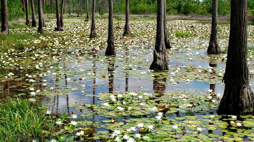 Download Wallpapers Water Lilies In The Swamp (1920 X 1080 HDTV ...