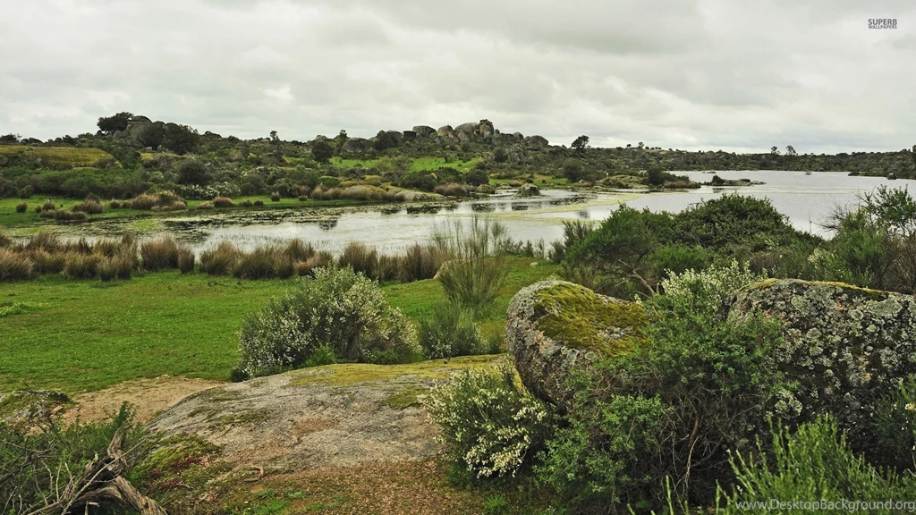 Green Swamp Wallpapers   Nature Wallpapers