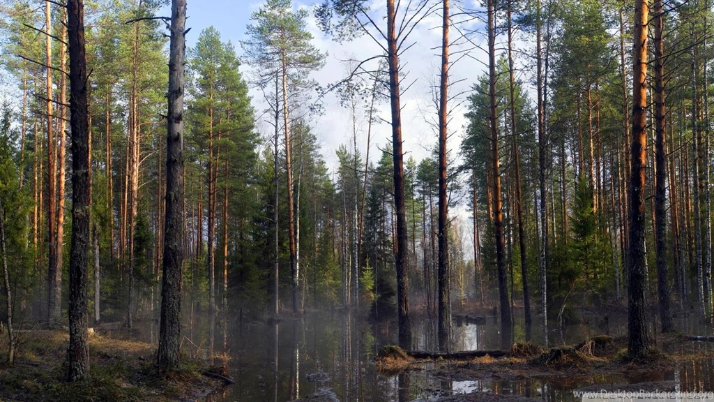 Swamp Wallpapers >> Backgrounds With Quality HD