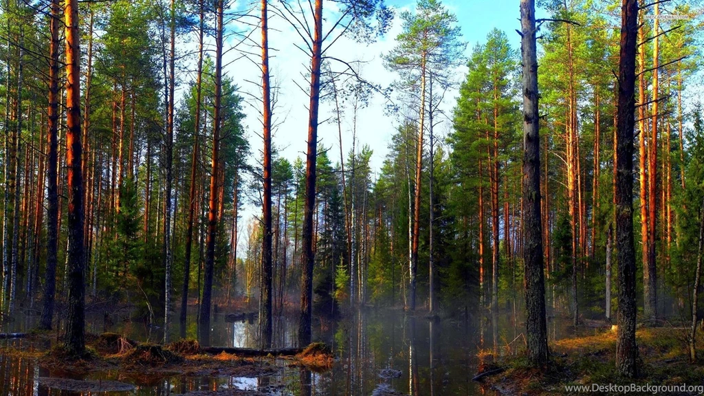 Forest Swamp Wallpapers
