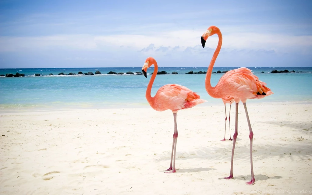 Flamingos On The Beach HD Desktop Mobile Wallpaper Backgrounds