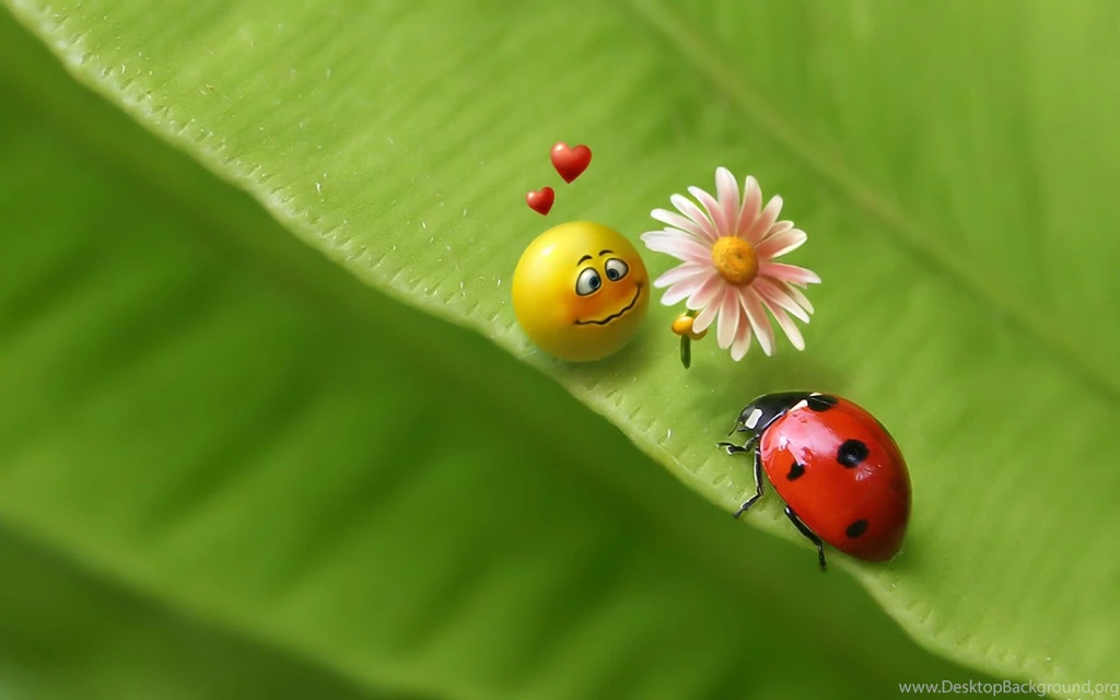 Ladybug Computer Wallpapers, Desktop Backgrounds