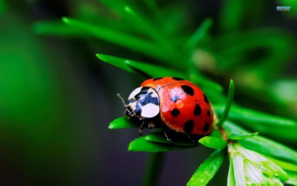 Ladybugs Wallpapers   Animal Wallpapers