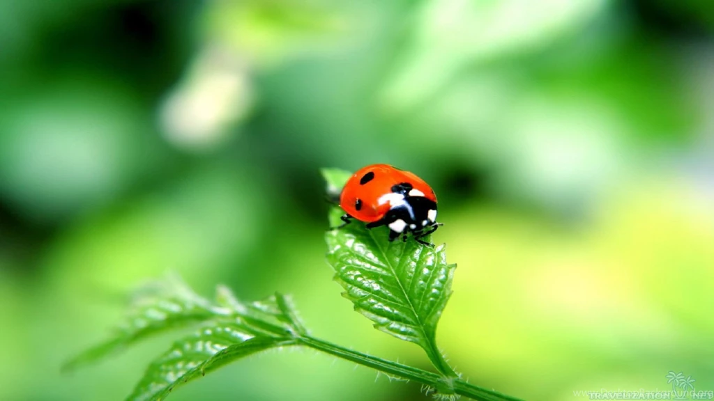 Spring Spirit With Ladybug Wallpapers