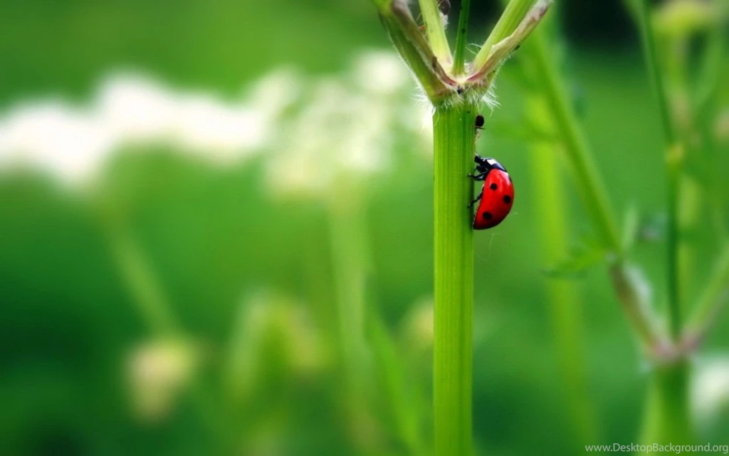 10 Lovely HD Ladybug Wallpapers HDWallSource.com