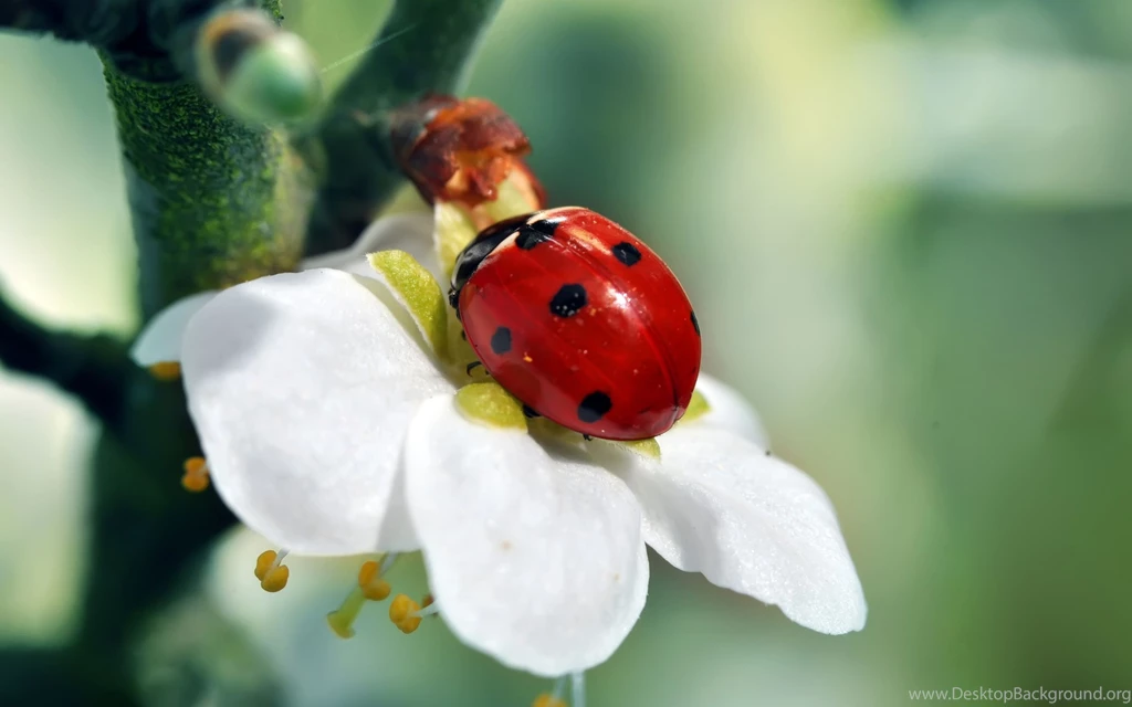 Ladybug Wallpapers Desktop