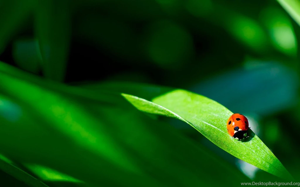 Ladybug Computer Wallpapers, Desktop Backgrounds